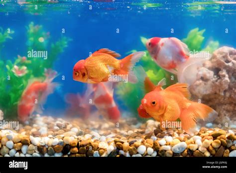 Planted aquarium hi-res stock photography and images - Alamy