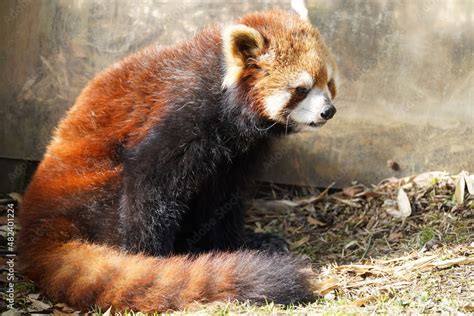 red panda eating bamboo Stock Photo | Adobe Stock