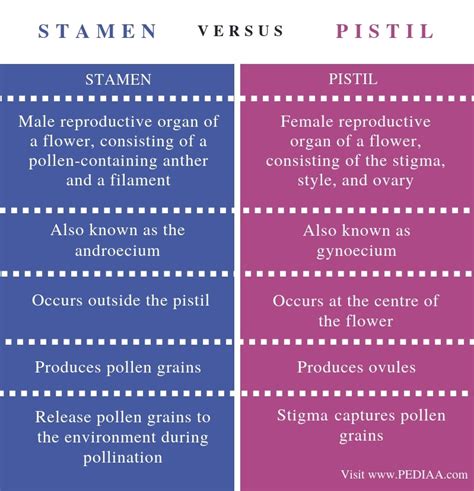 What is the Difference Between Stamen and Pistil - Pediaa.Com