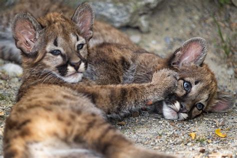 Playful Little Mountain Lion Kittens : r/hardcoreaww