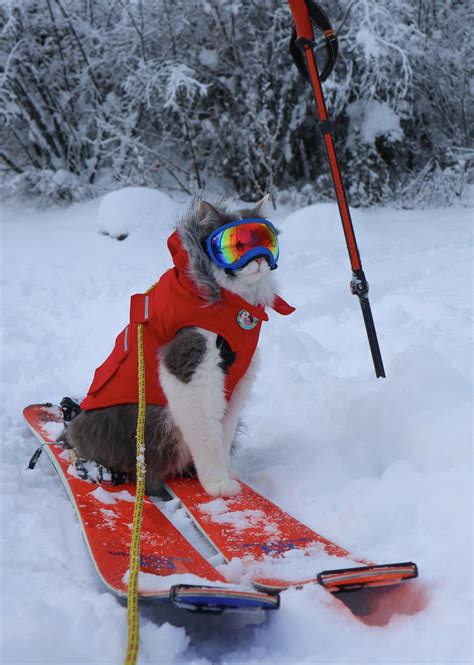 Gary seems to have misunderstood the concept of “Cat Skiing” : skiing