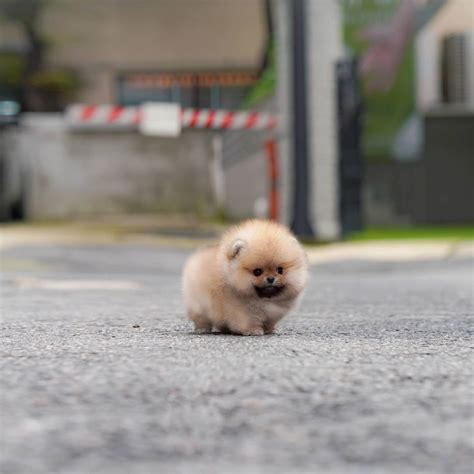 Susie - Female Teacup Pomeranian | Mini Teacup Puppies