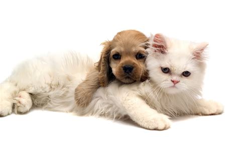 Cute Dog and Cat Wallpaper | PixelsTalk.Net