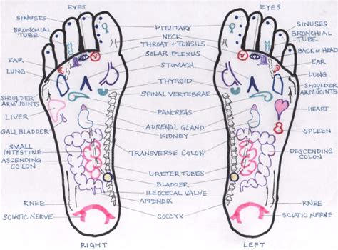 31 Printable Foot Reflexology Charts & Maps ᐅ TemplateLab