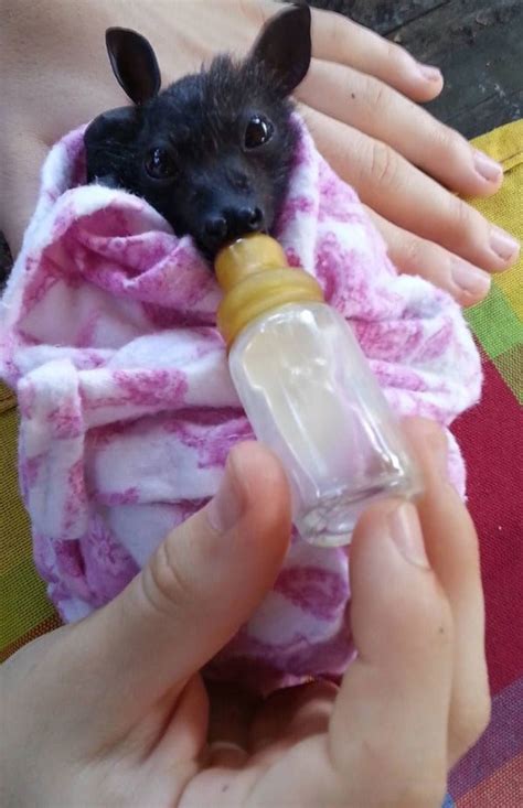 Meet The Insanely Adorable Orphaned Baby Bats At This Australian Bat ...