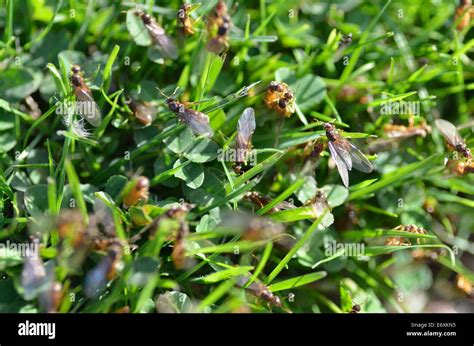 Flying ants swarm hi-res stock photography and images - Alamy