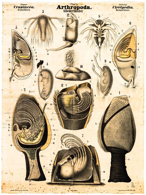 Barnacle Diagram