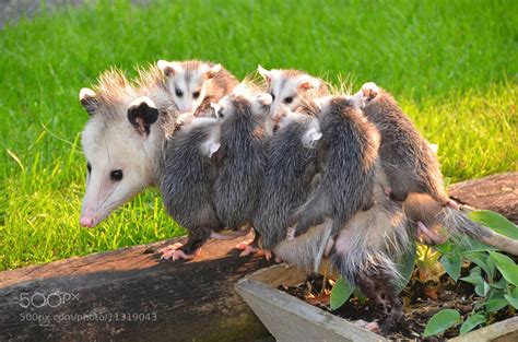 Photograph Possum with her eight babies by Karel Jonker on 500px