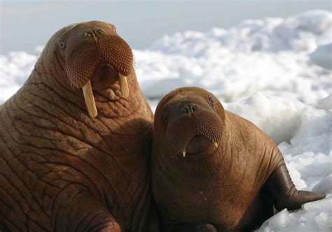 Walrus Facts - Animal Facts Encyclopedia