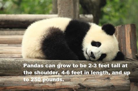 33 Panda Facts Guaranteed To Surprise And Delight You