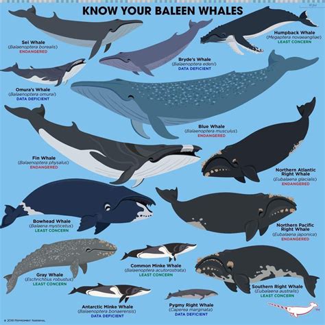 Pin by Dorien Claes on Taxonomy | Baleen whales, Fun facts about ...