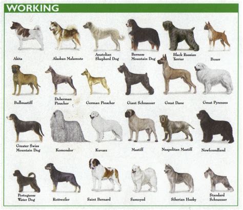 Is Rex a Dog?: Dog Breeds