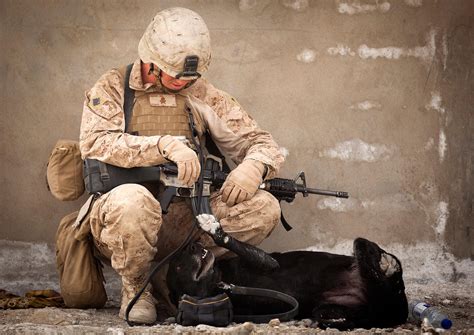 IED Detection Dog by MilitaryPhotos on DeviantArt