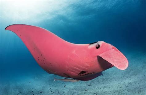 The Rarest Sea Creature Pink Manta Ray - Researchers now believe the ...