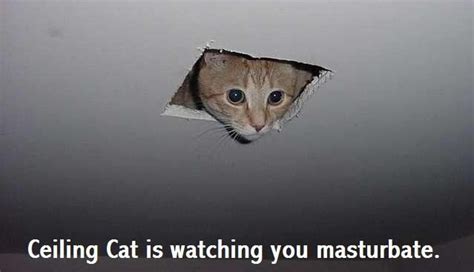 Ceiling Cat | Know Your Meme