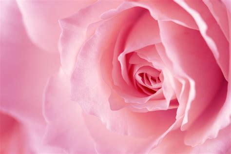 Pink Rose Backgrounds - Wallpaper Cave