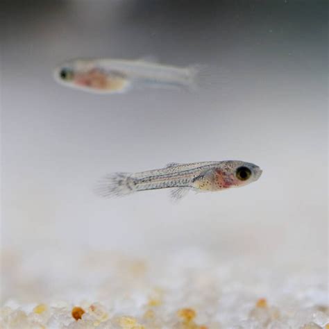 Guppy Fry & Baby Guppies: Caring for the Millions Fish (Guide)