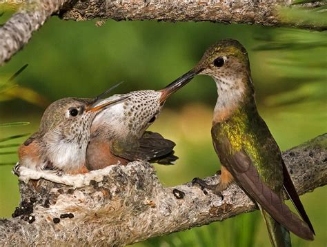 Baby Hummingbird Facts - Hummingbirds Plus