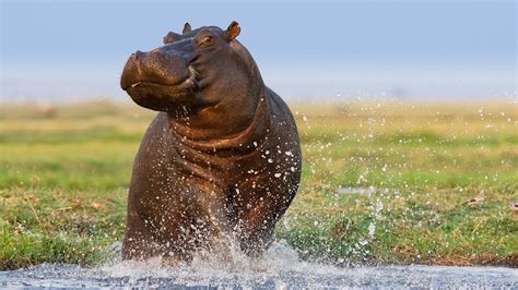 Hippopotamus Habitat