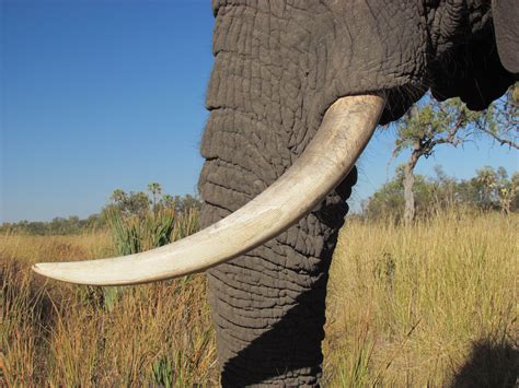 Elephant Tusks - Viewing Gallery