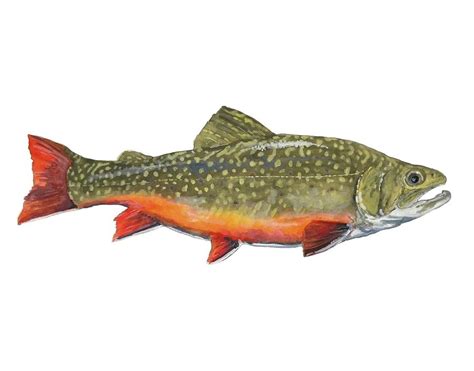 Brook Trout Painting by Kevin Webster - Pixels