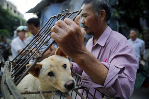 China Dog-Meat Festival Gets Low-Key Opening Amid Protests - NBC News