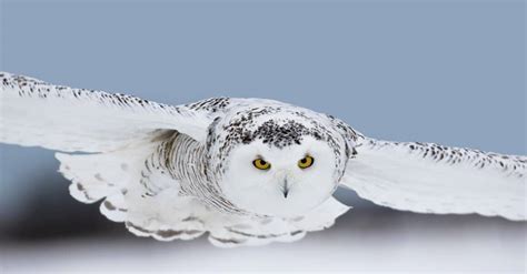 10 Incredible Snowy Owl Facts - AZ Animals