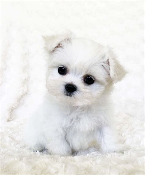 Teacup Maltese Puppy White!! | iHeartTeacups