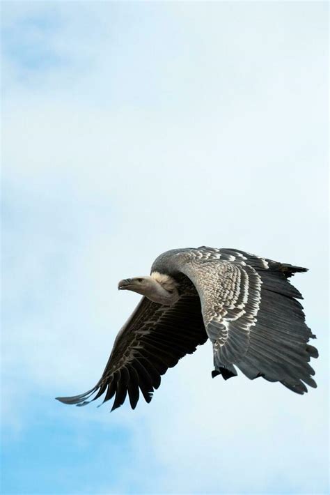 Vulture Flying Stock Photos, Images and Backgrounds for Free Download