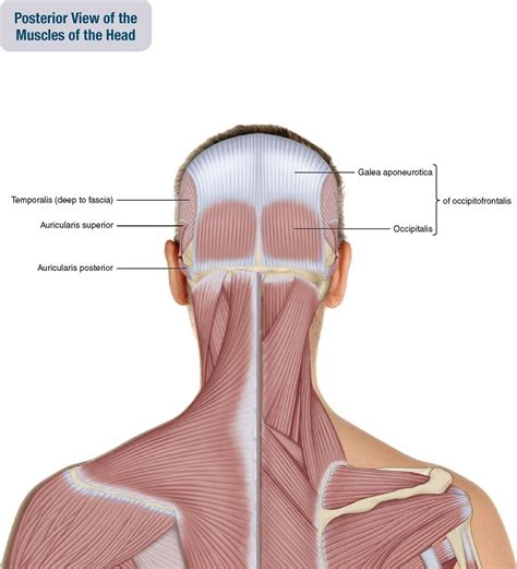 9. Muscles of the Head | Musculoskeletal Key