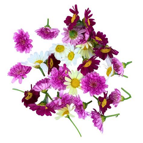 Edible Daisy Flower Mix - Westlands UK