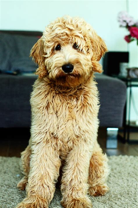 Dux, 5 maanden Australian Labradoodle | Really cute puppies, Super cute ...