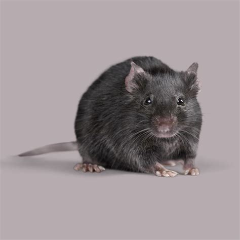 Rat Sounds - Apps on Google Play