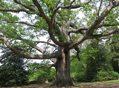 White Oak, a North Carolina Native Tree | Grateful Trees & Bees