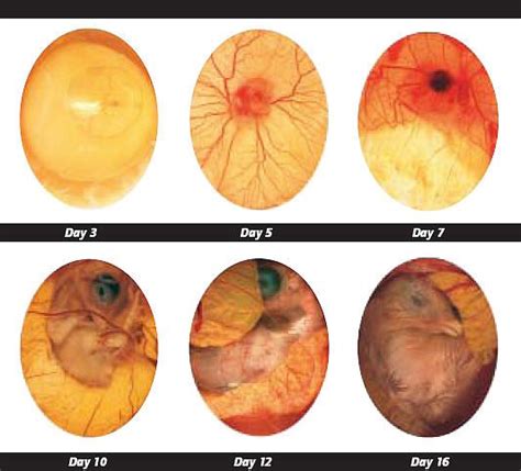 Stages of a Chicken Egg - A Visual Guide