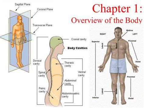 Anatomical Regions Of The Body Diagram ~ Unlabeled Human Body ...