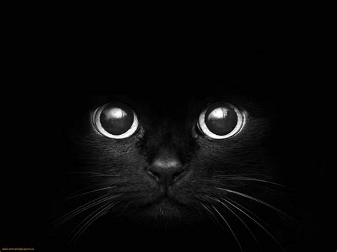 Black Cat Eyes Wallpaper - WallpaperSafari