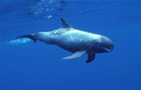 Pygmy Killer Whale photos – A Complete Guide to Whales, Dolphins And ...