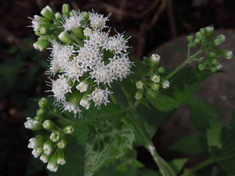 White Snakeroot - A Versatile and Little-Known Wildflower