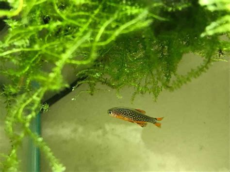 Celestial Pearl Danio (Danio margaritatus) Care Guide And Requirements