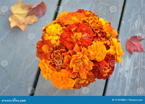 Closeup of Red Orange Yellow Marigolds Stock Photo - Image of open ...