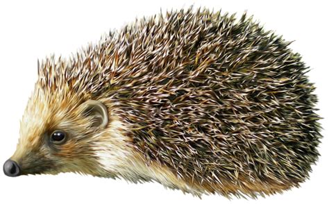 Hedgehog PNG Clipart - Best WEB Clipart