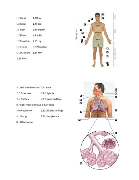 Lecture Notes on Anatomy - Basic EMT I | EMTA 101 - Docsity