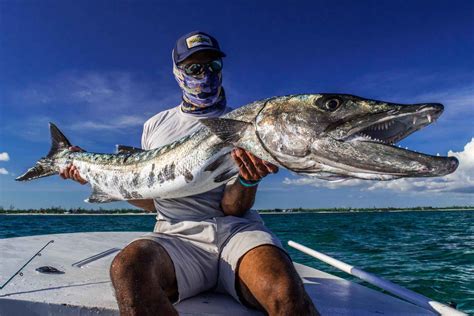 Barracuda: The cheetah of the flats | Hatch Magazine - Fly Fishing, etc.