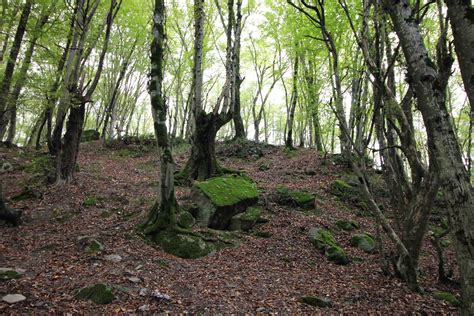 Hyrcanian Forest Package , East Caspian mixed forests by PersiaTours