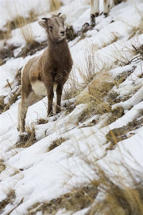 1000+ images about Animals in snow on Pinterest | Reindeer, Snowball ...