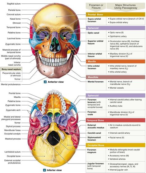 7.2: The skulls 8 cranial bones protect the brain and its 14 facial ...