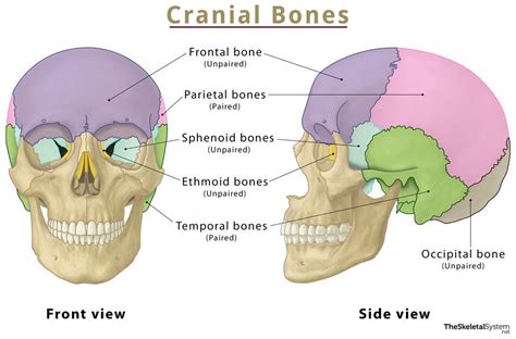 Cranial Bones – Names, Anatomy, Location & Labeled Diagram