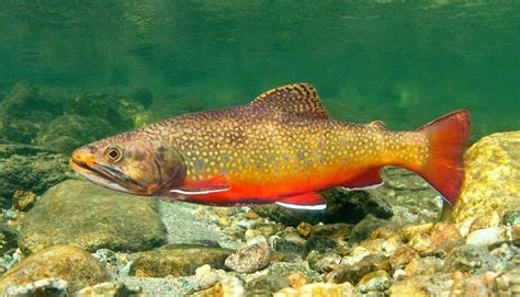 Brook trout - Alchetron, The Free Social Encyclopedia