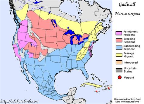 Gadwall - Species Range Map